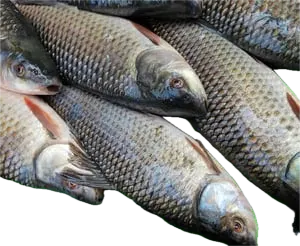 Katla (Catla) Fish