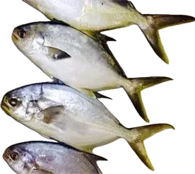 Pompano Fish